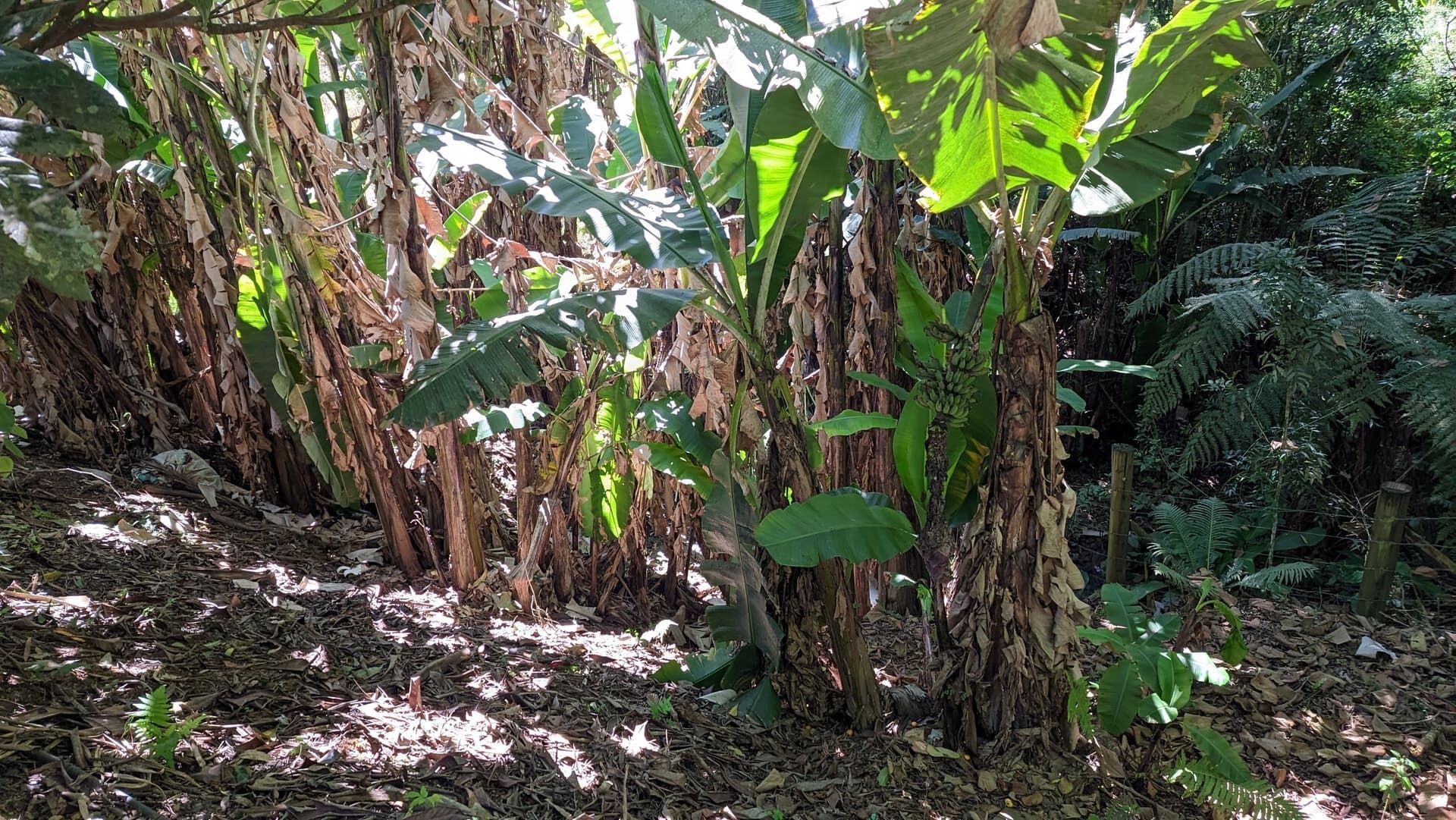 Sítio, 5 quartos, 4 hectares - Foto 11