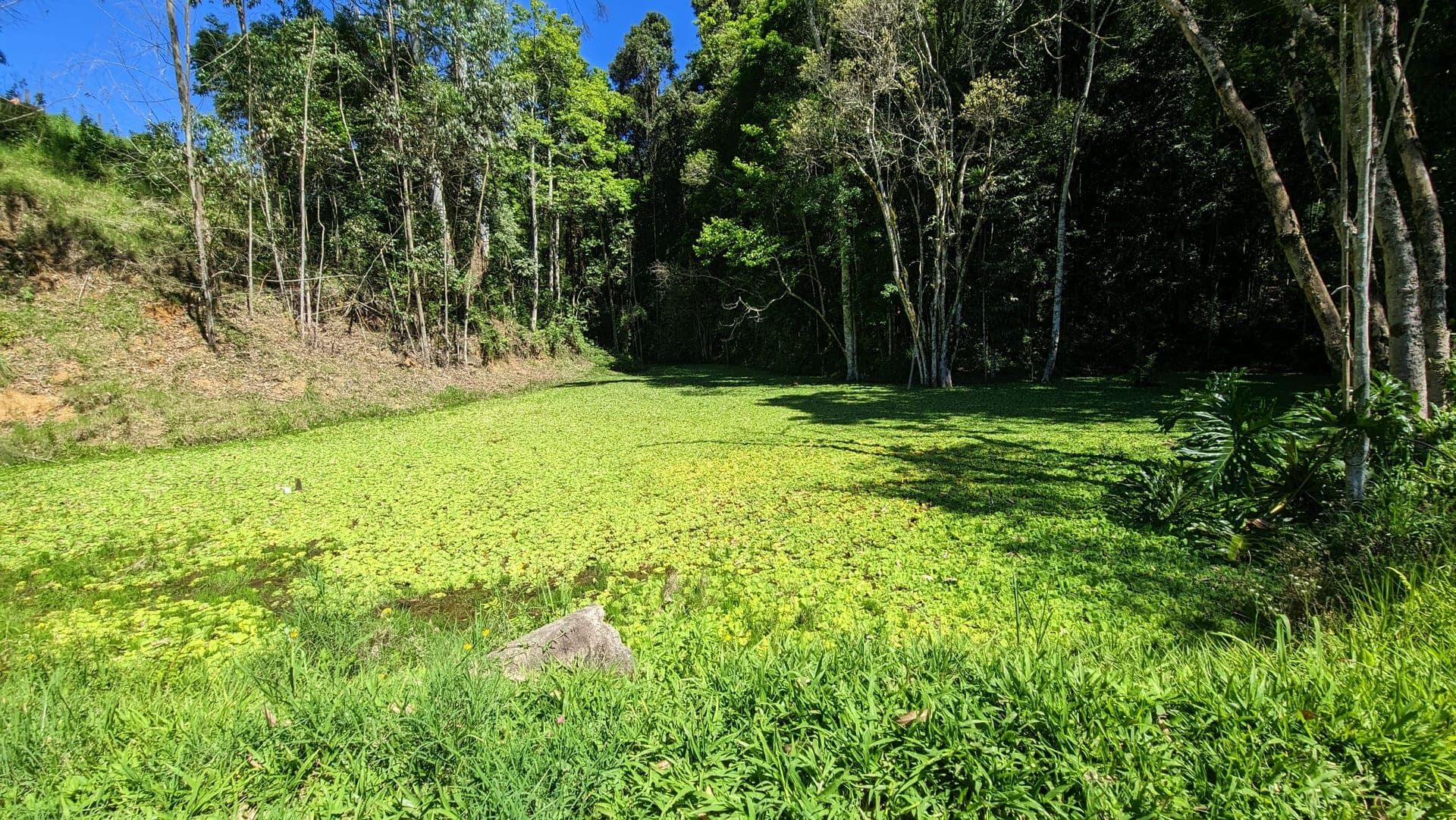 Sítio, 5 quartos, 4 hectares - Foto 22