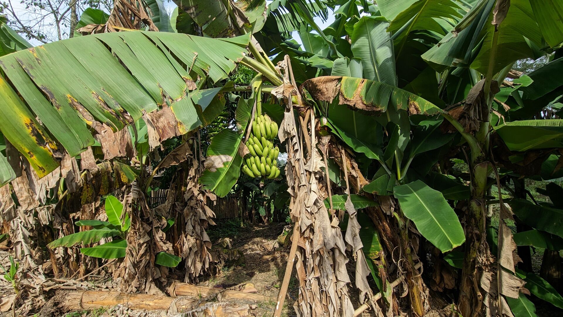 Sítio, 17 hectares - Foto 16