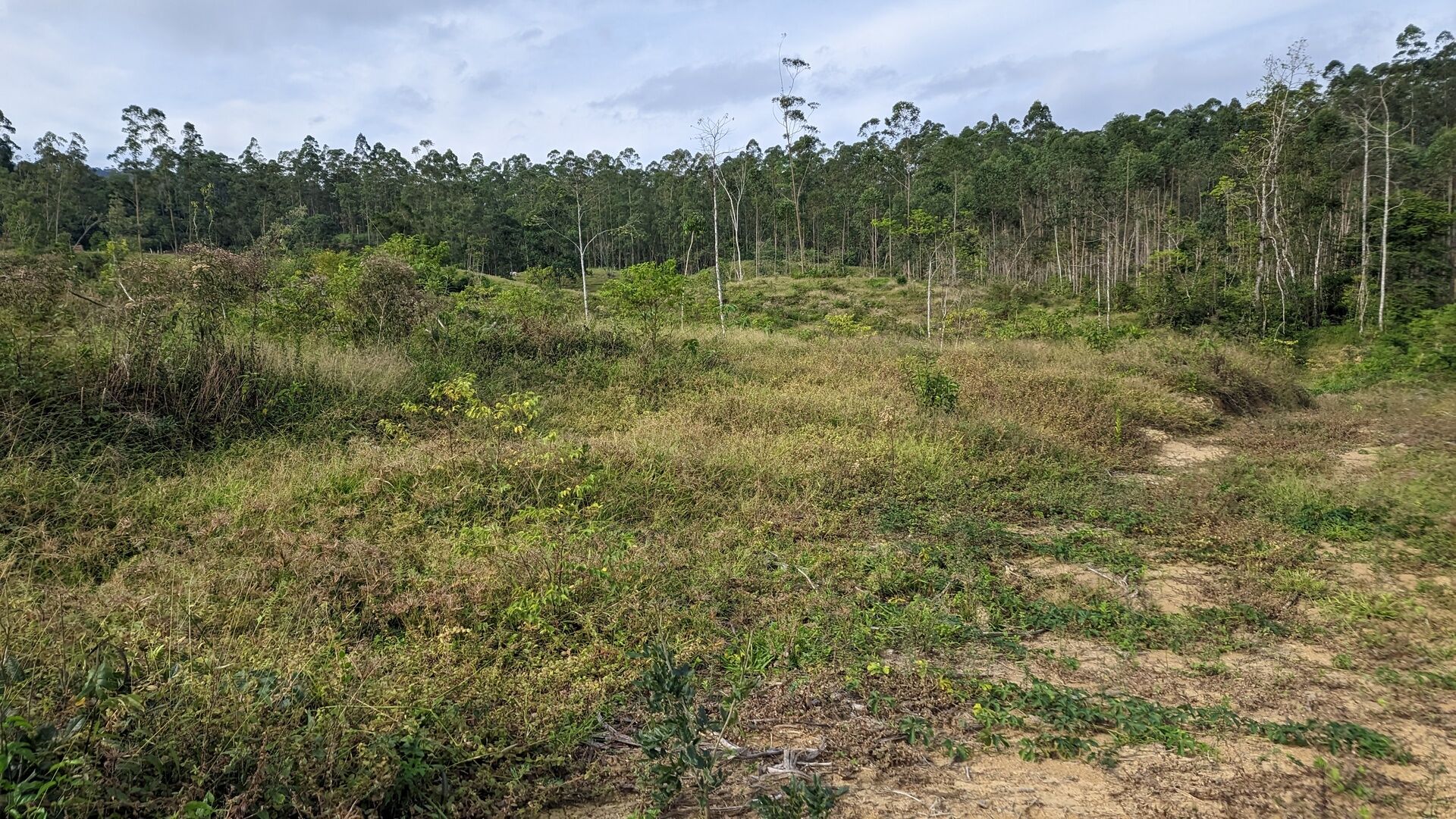 Sítio, 17 hectares - Foto 34