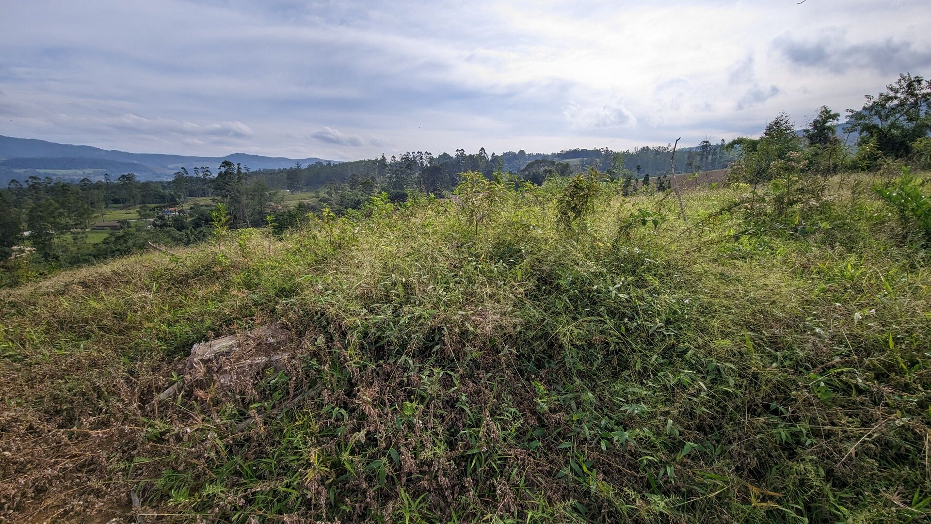 Sítio, 17 hectares - Foto 30