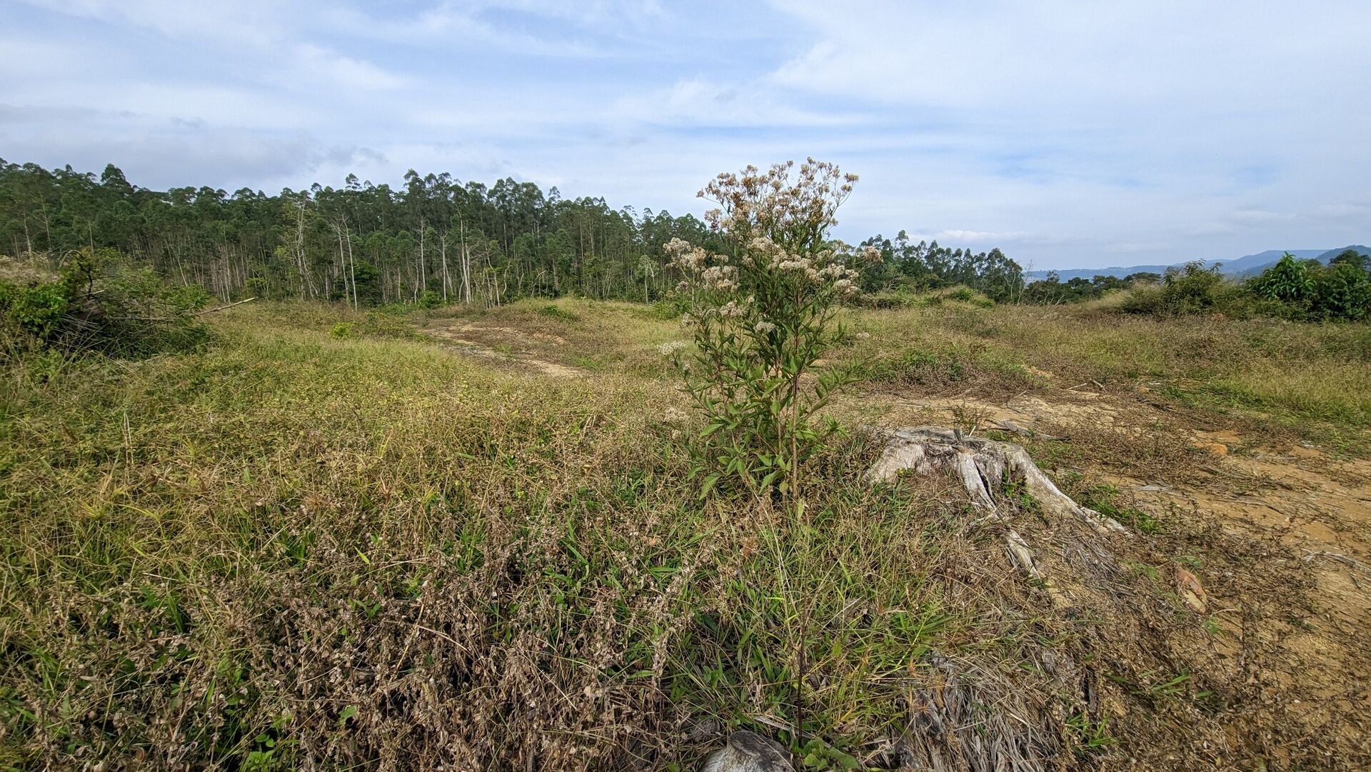 Sítio, 17 hectares - Foto 31