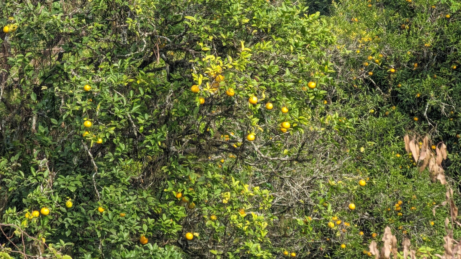 Sítio, 17 hectares - Foto 18