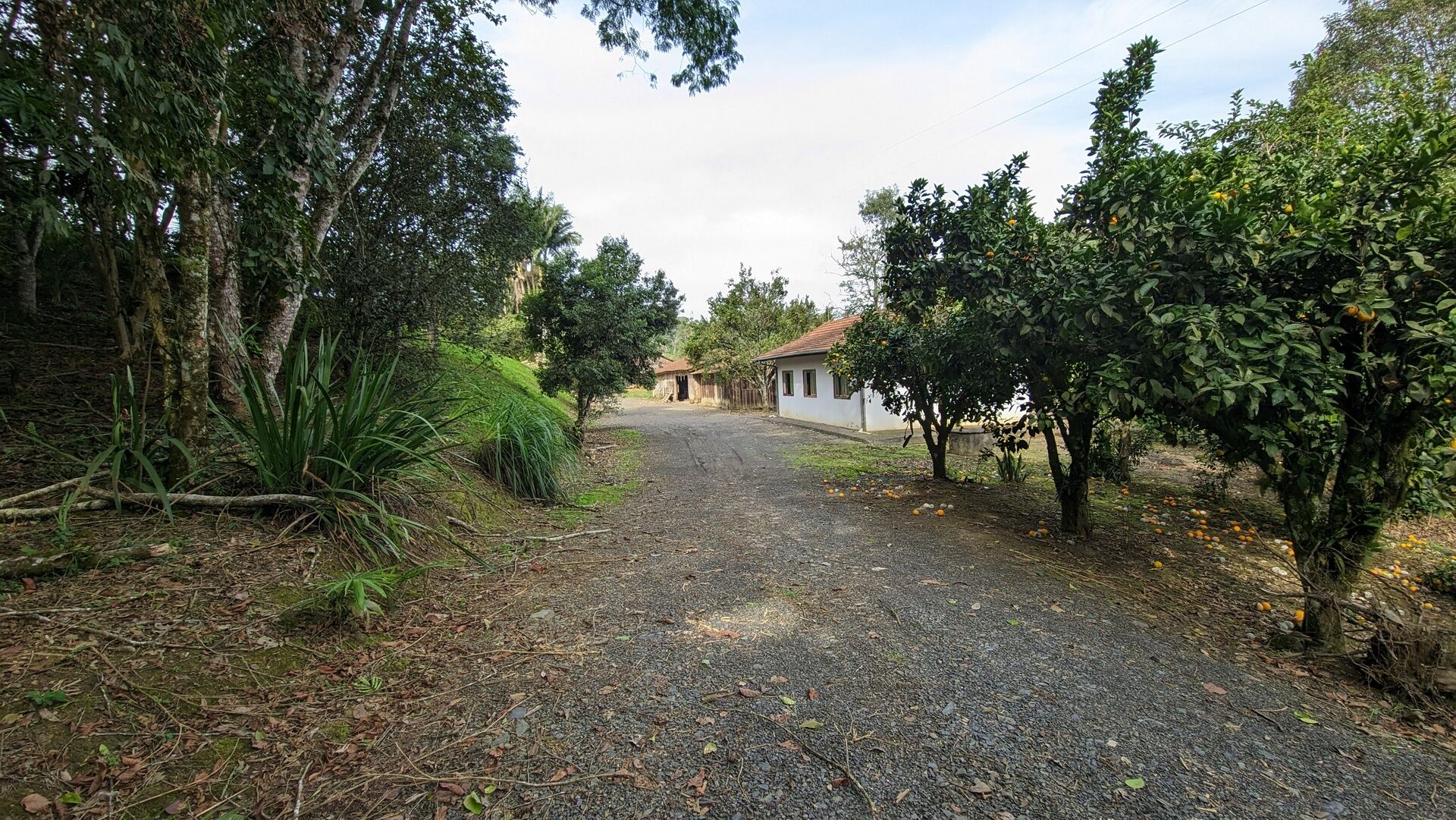 Sítio, 17 hectares - Foto 7