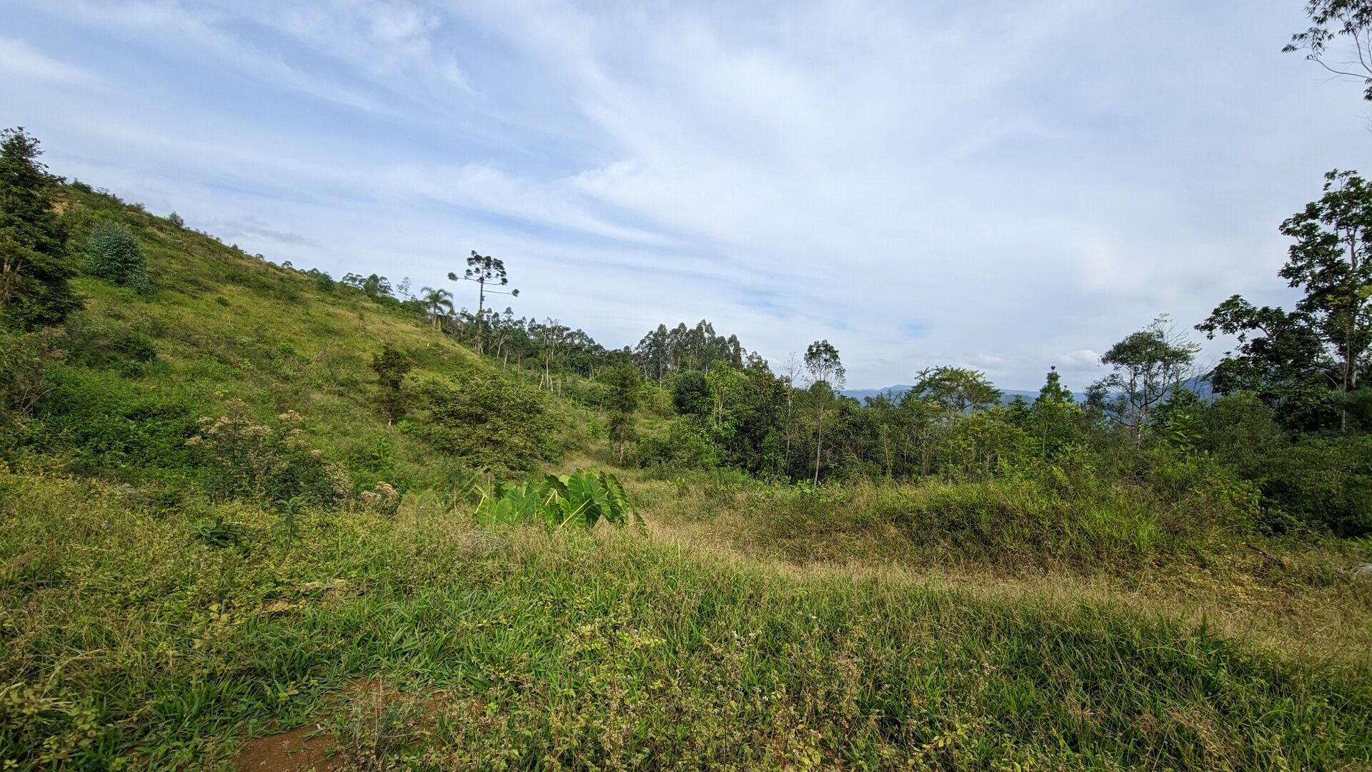 Sítio, 17 hectares - Foto 27