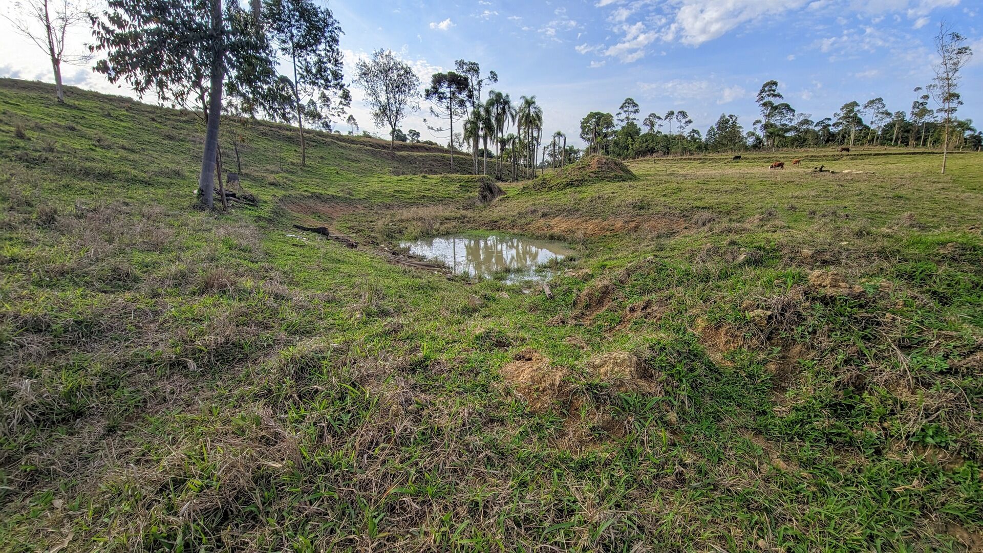 Terreno, 4 hectares - Foto 11