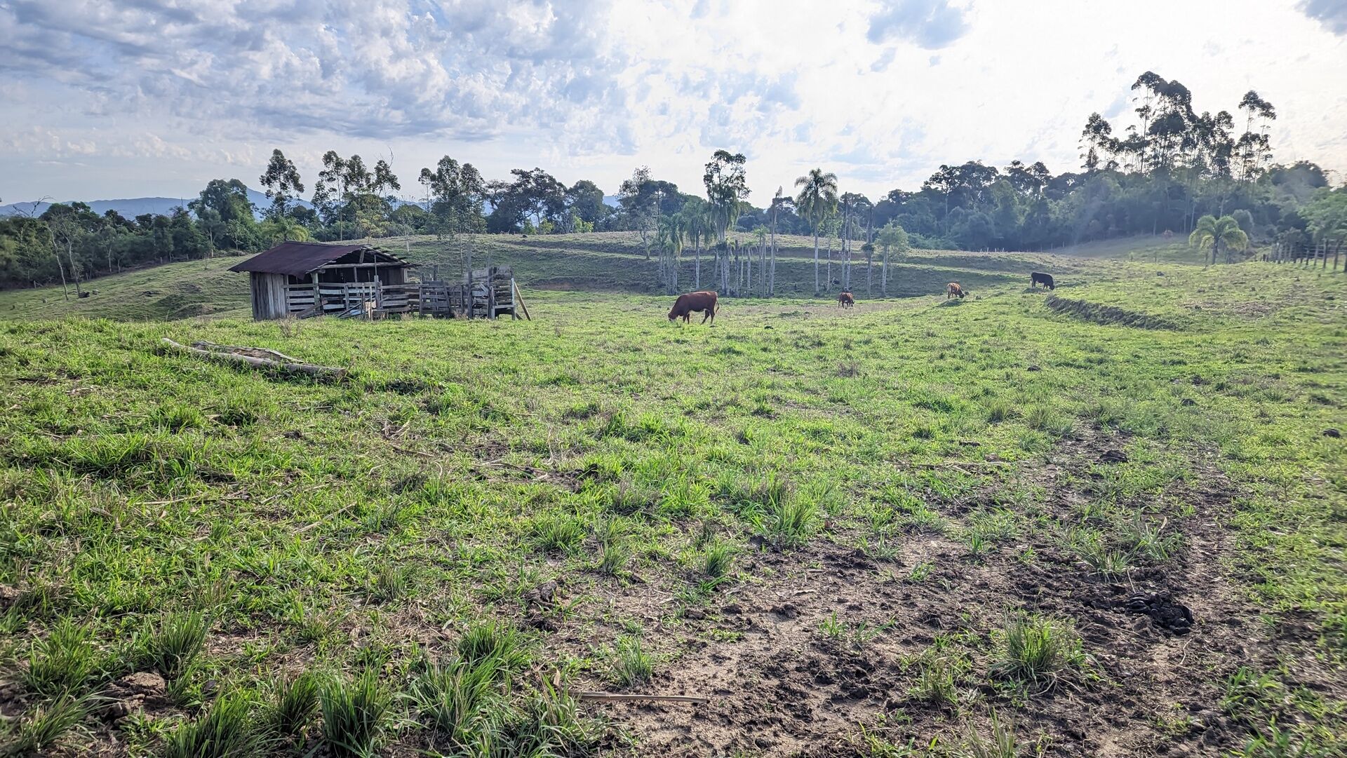 Terreno, 4 hectares - Foto 17