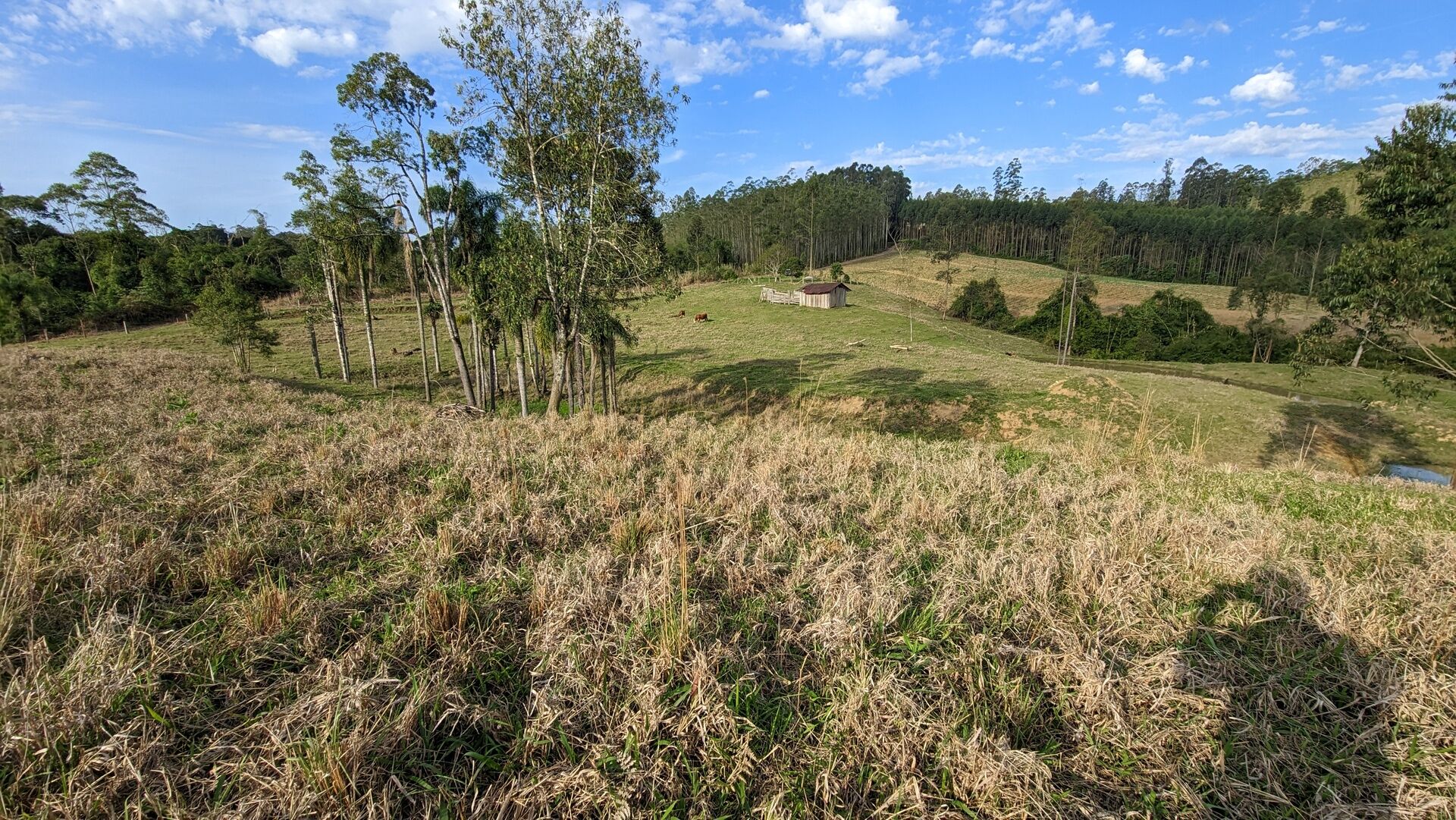 Terreno, 4 hectares - Foto 8