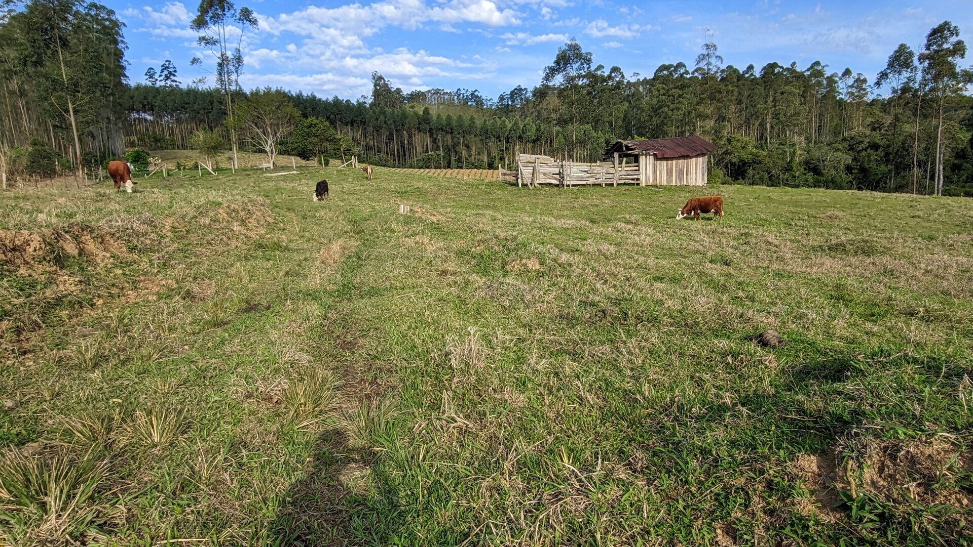 Terreno, 4 hectares - Foto 7