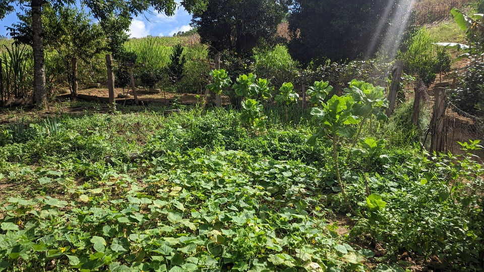 Sítio, 2 quartos, 8 hectares - Foto 10