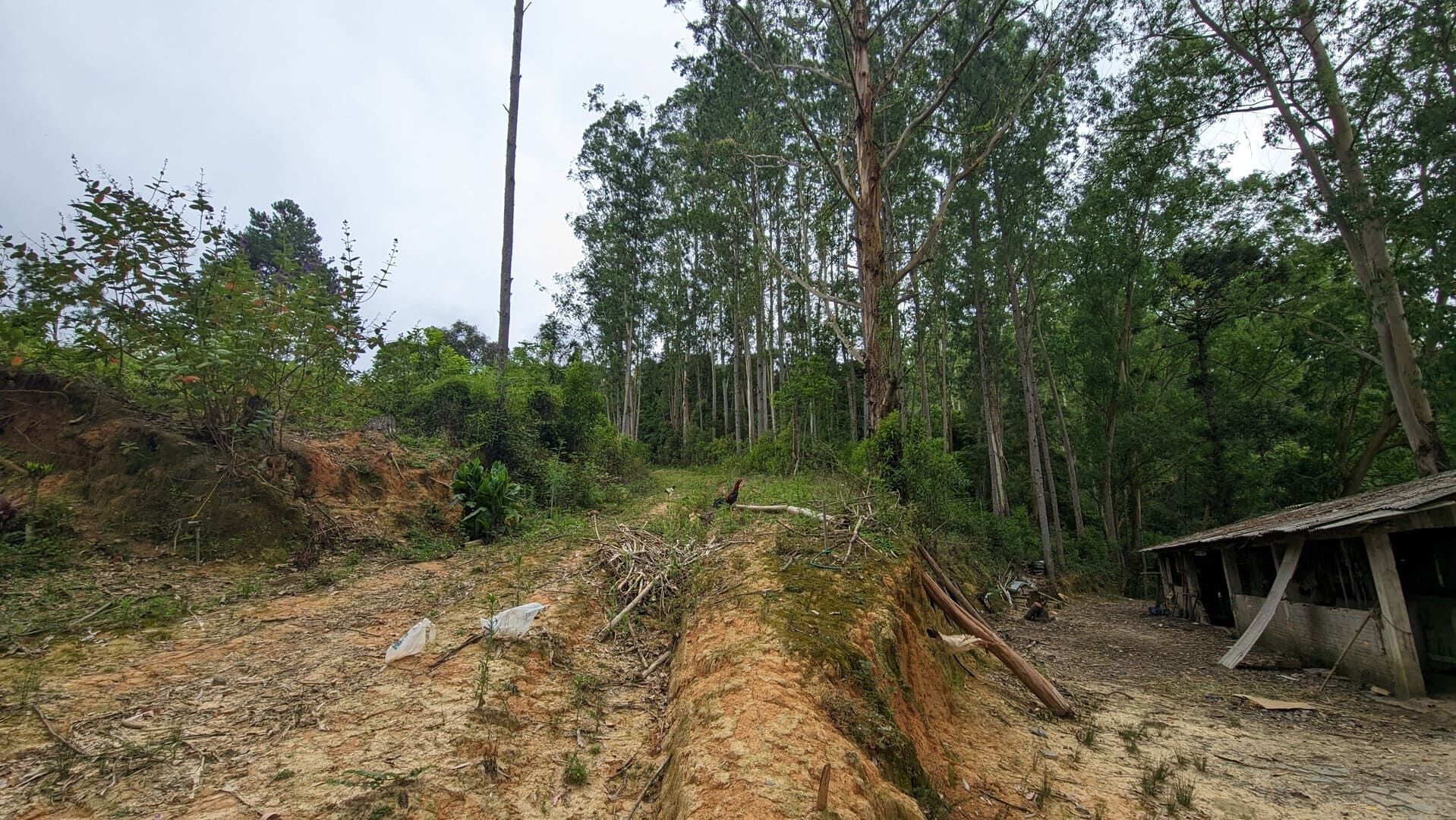 Sítio, 13 hectares - Foto 25