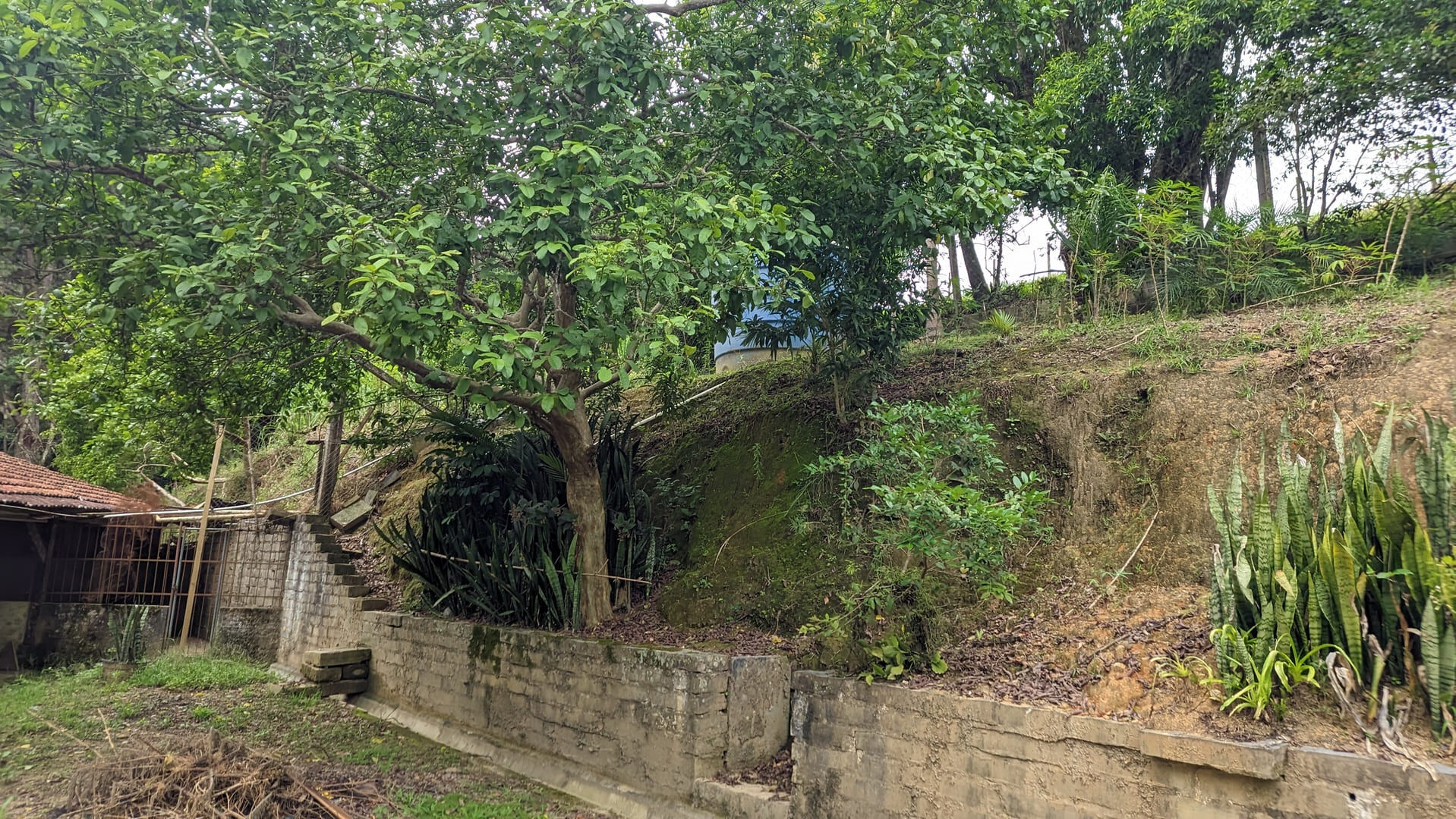 Sítio, 13 hectares - Foto 10