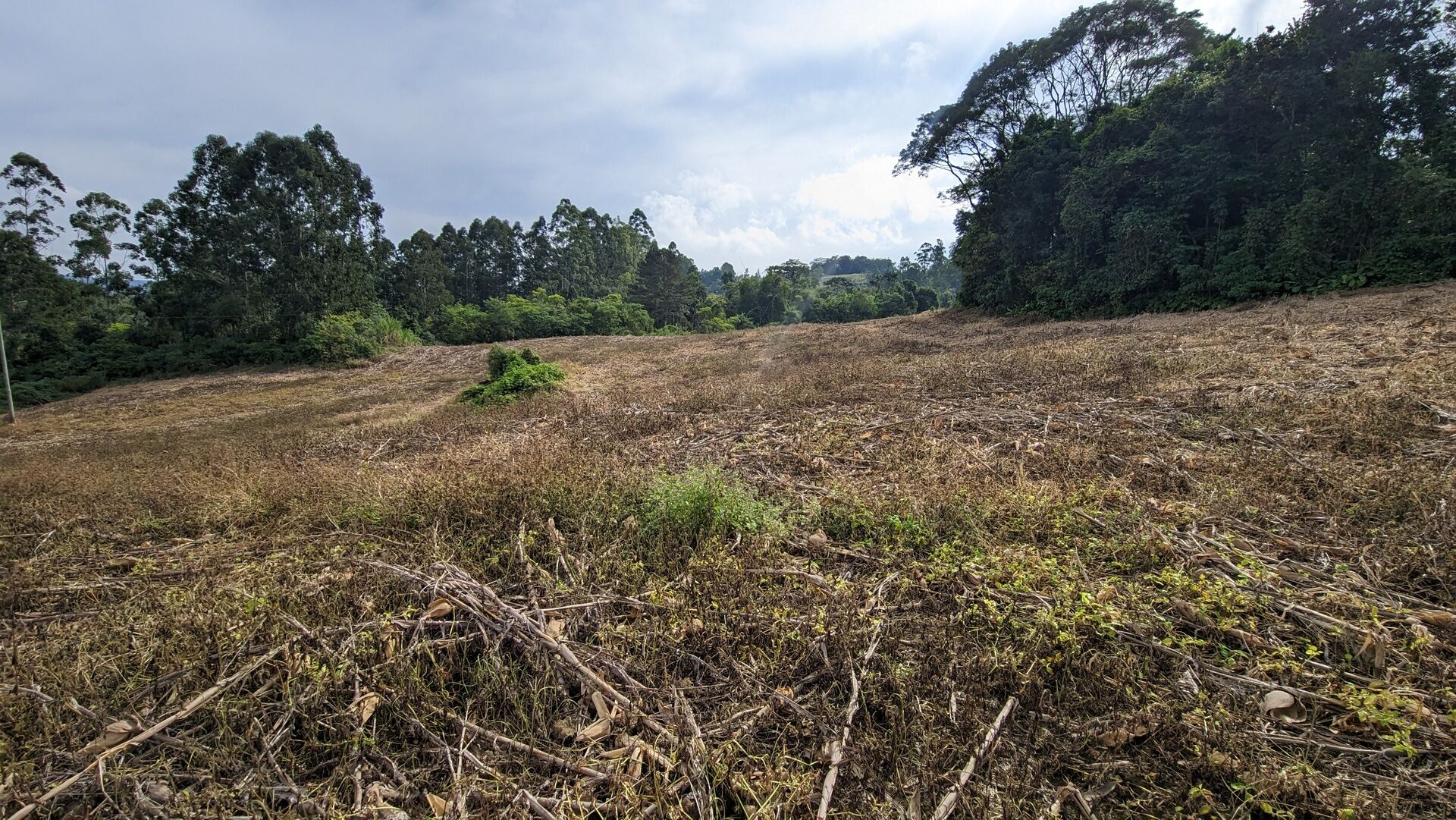 Terreno, 3 hectares - Foto 3