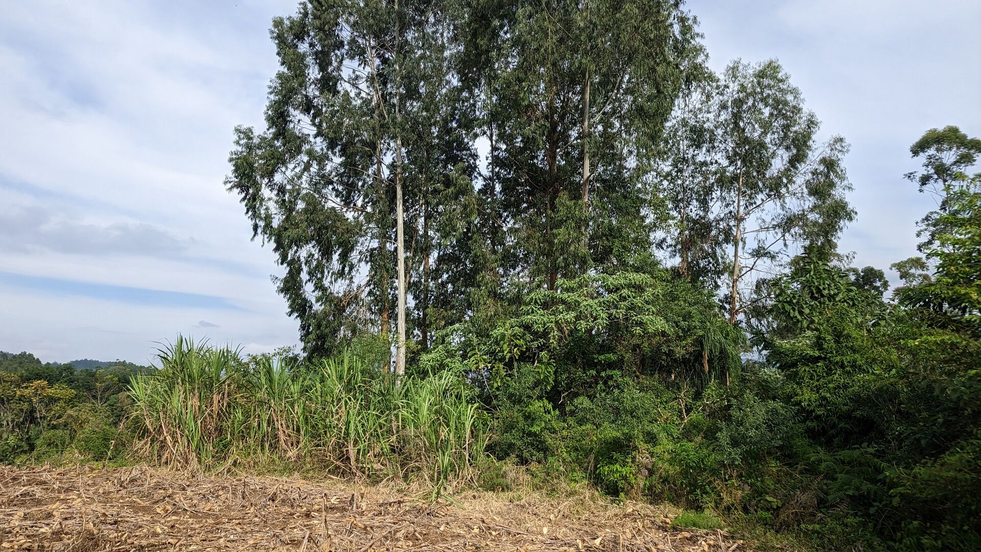 Terreno, 3 hectares - Foto 13