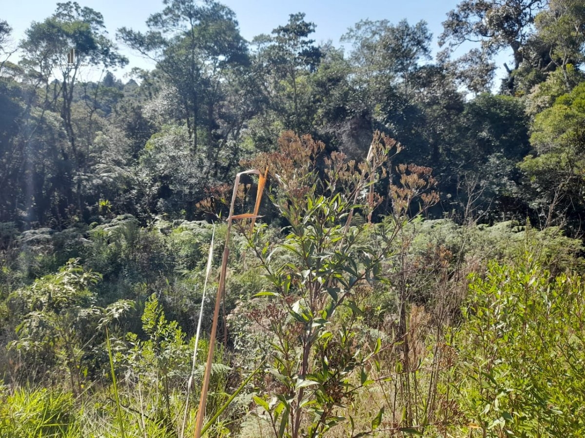 Terreno à venda - Foto 8