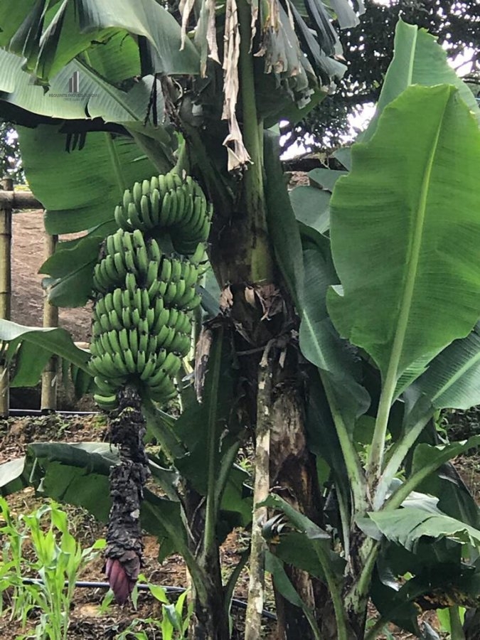 Fazenda à venda com 6 quartos, 2000m² - Foto 47