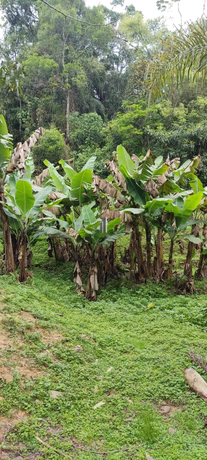 Fazenda à venda com 3 quartos, 81000m² - Foto 34