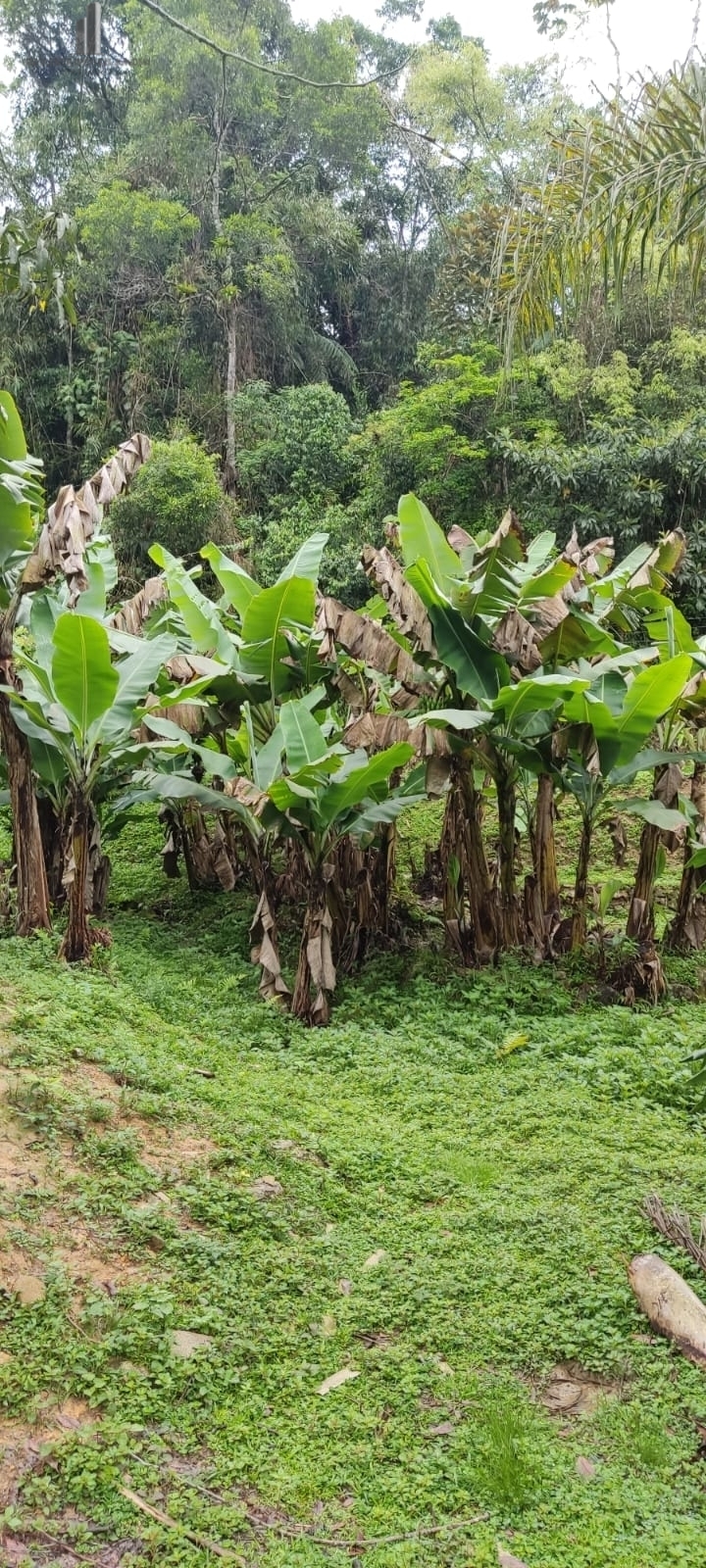 Fazenda à venda com 3 quartos, 81000m² - Foto 34