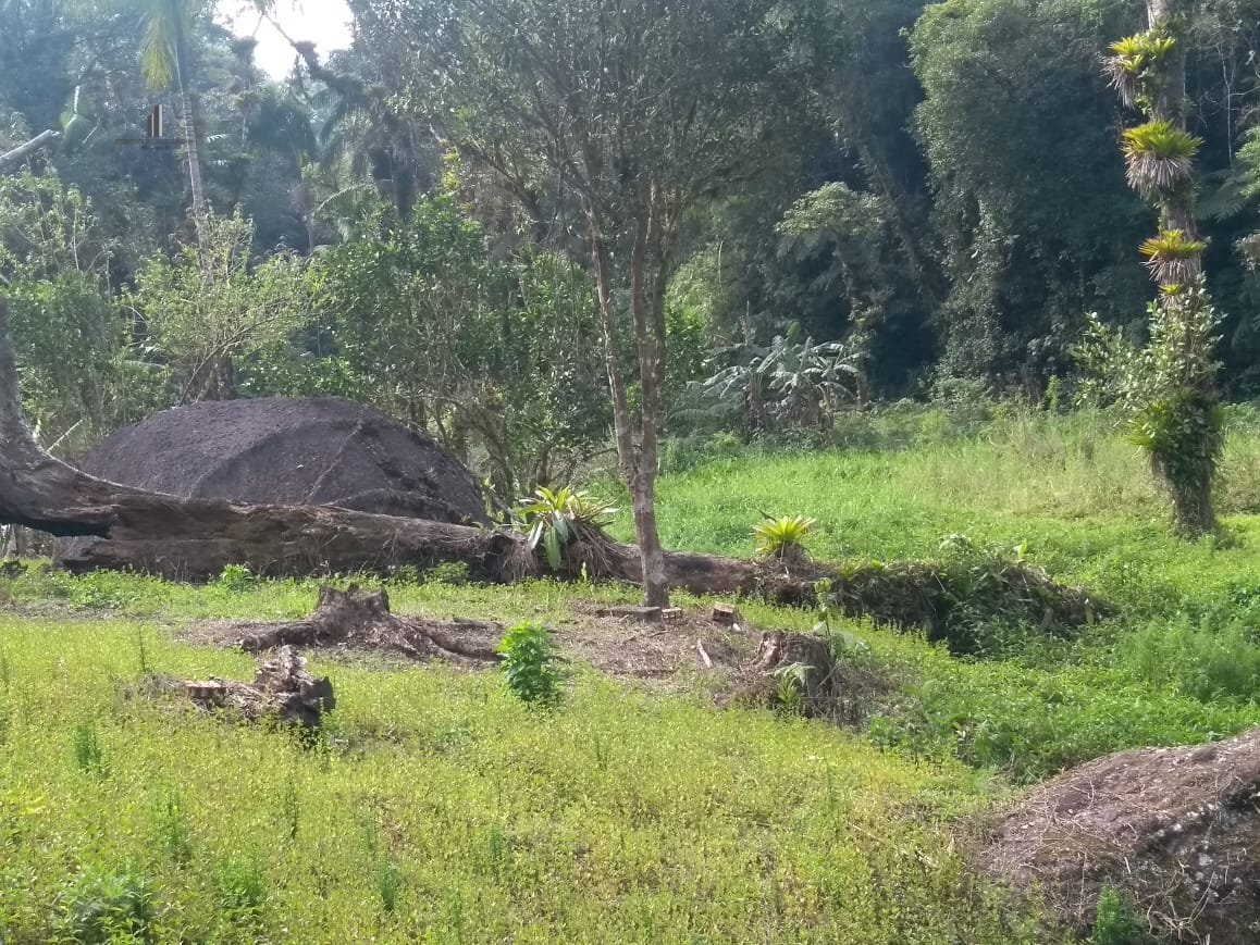 Fazenda à venda com 3 quartos, 58000m² - Foto 9