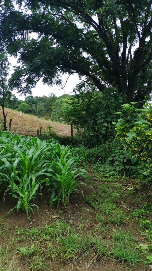 Fazenda à venda com 4 quartos, 145200m² - Foto 31