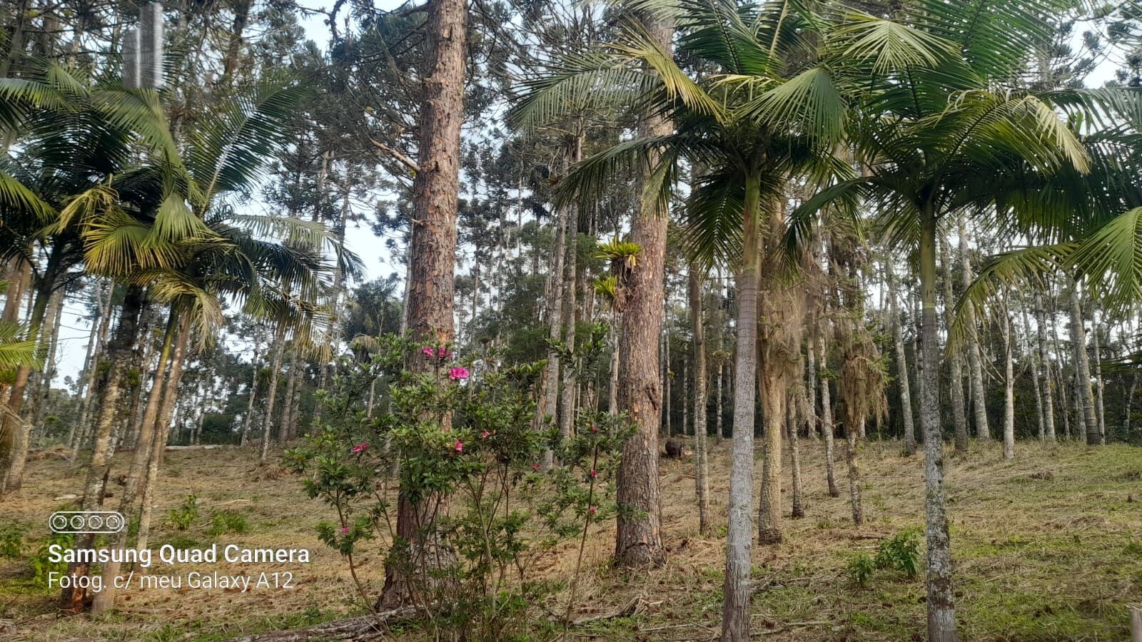 Fazenda à venda com 3 quartos, 242000m² - Foto 41