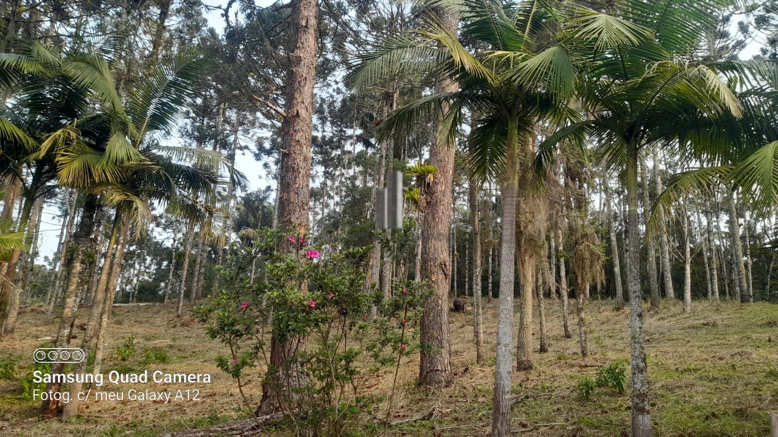 Fazenda à venda com 3 quartos, 242000m² - Foto 41