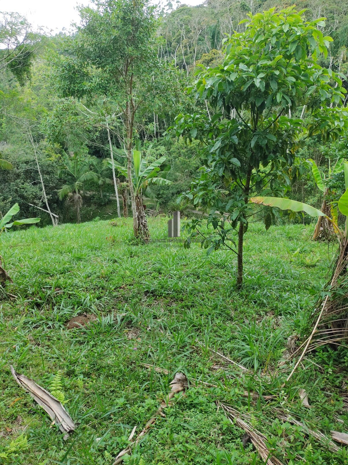 Sítio, 3 quartos, 12 hectares - Foto 16