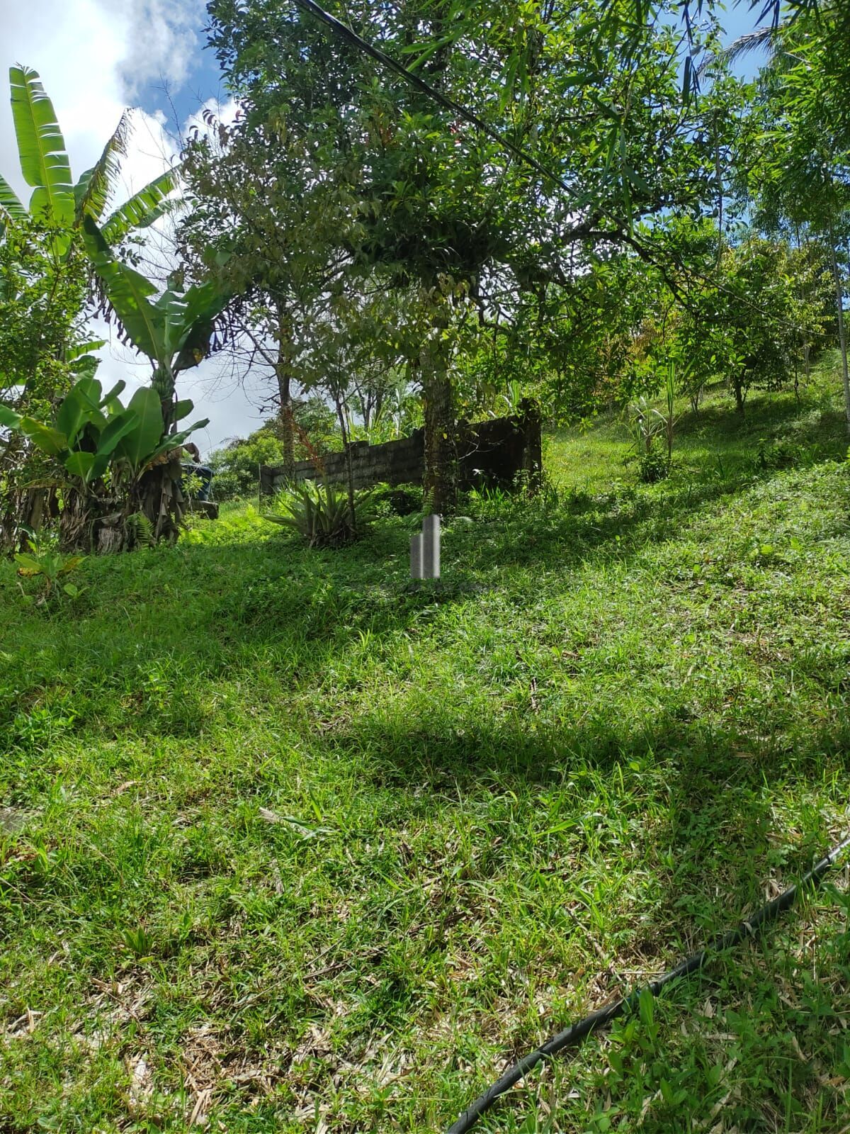 Sítio, 3 quartos, 12 hectares - Foto 17