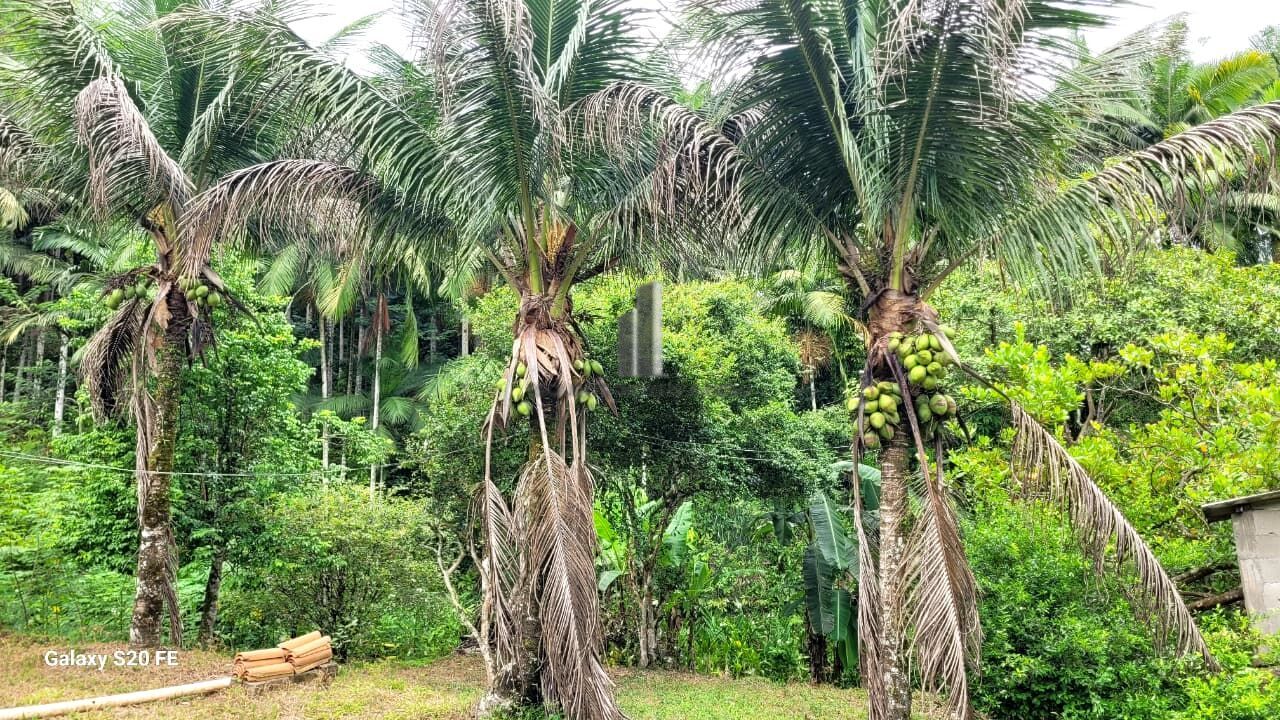 Chácara, 12 hectares - Foto 6