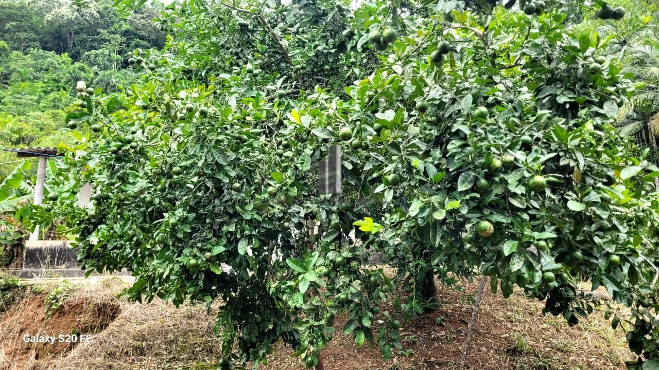 Chácara, 12 hectares - Foto 7