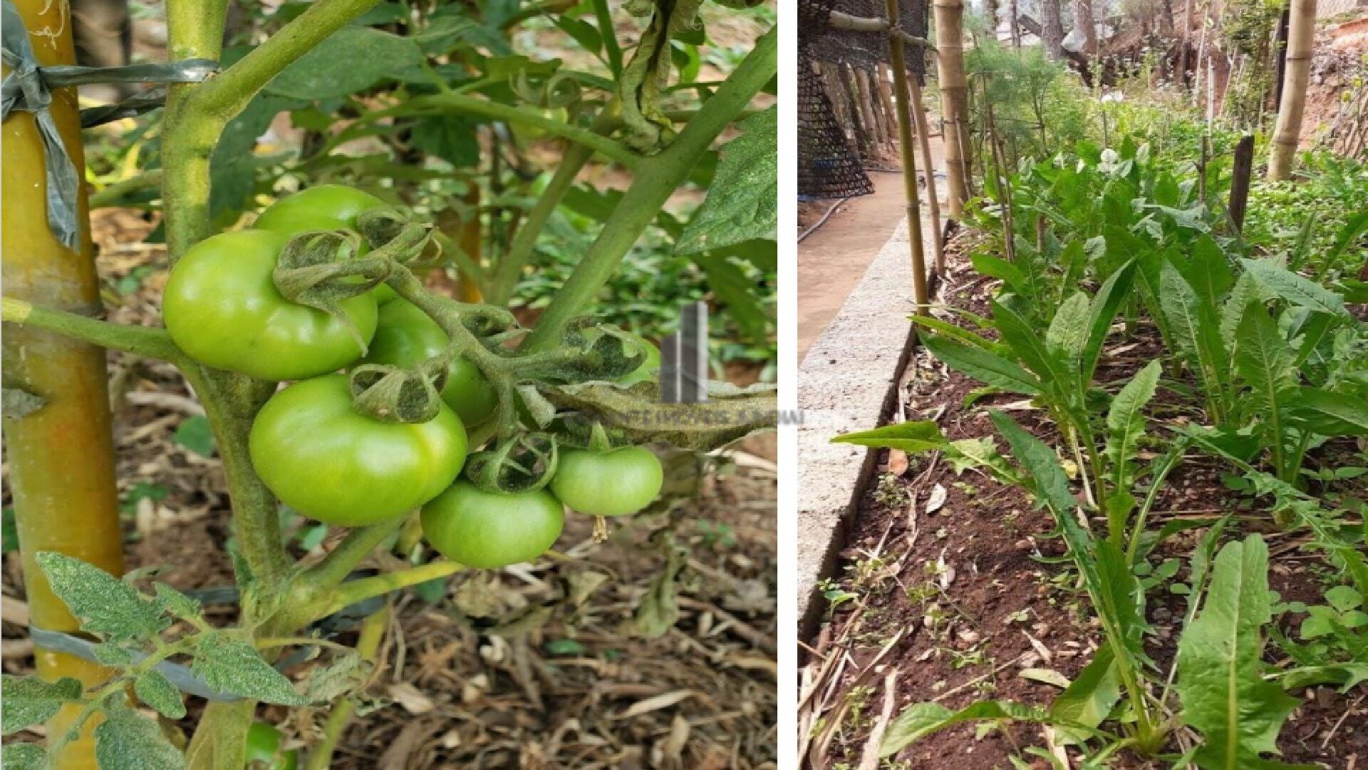 Fazenda à venda com 5 quartos, 13500m² - Foto 37