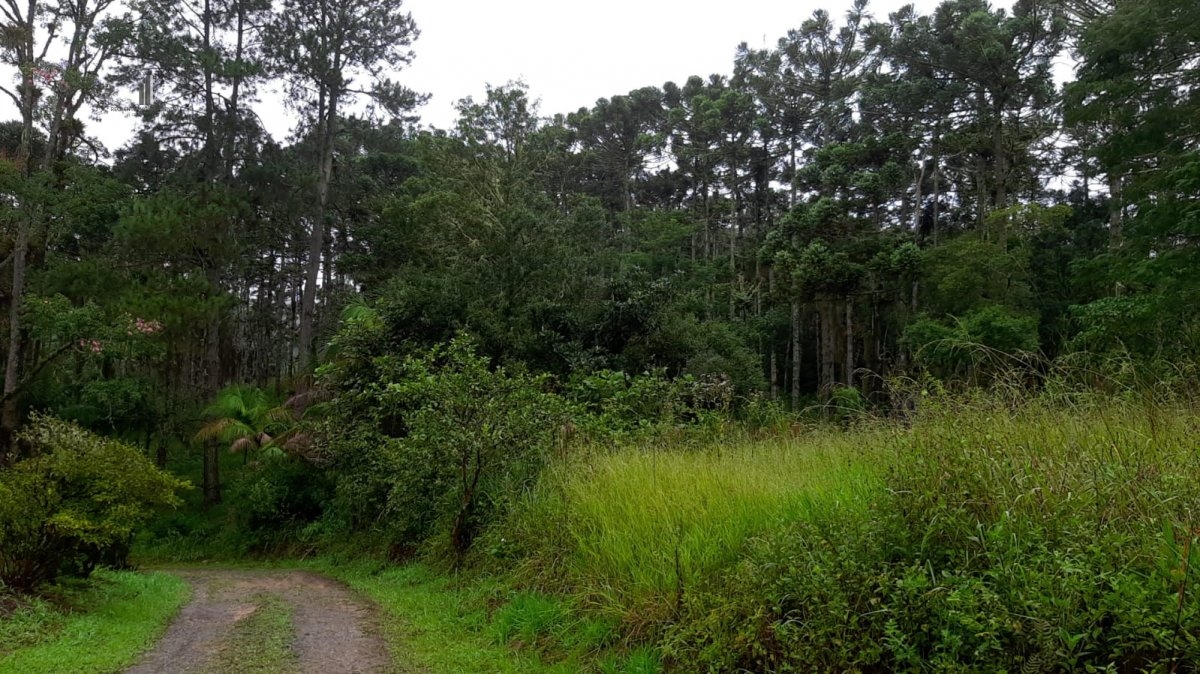 Fazenda à venda com 3 quartos, 242000m² - Foto 18