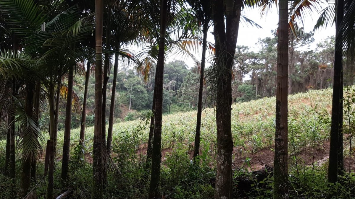 Fazenda à venda com 3 quartos, 242000m² - Foto 20