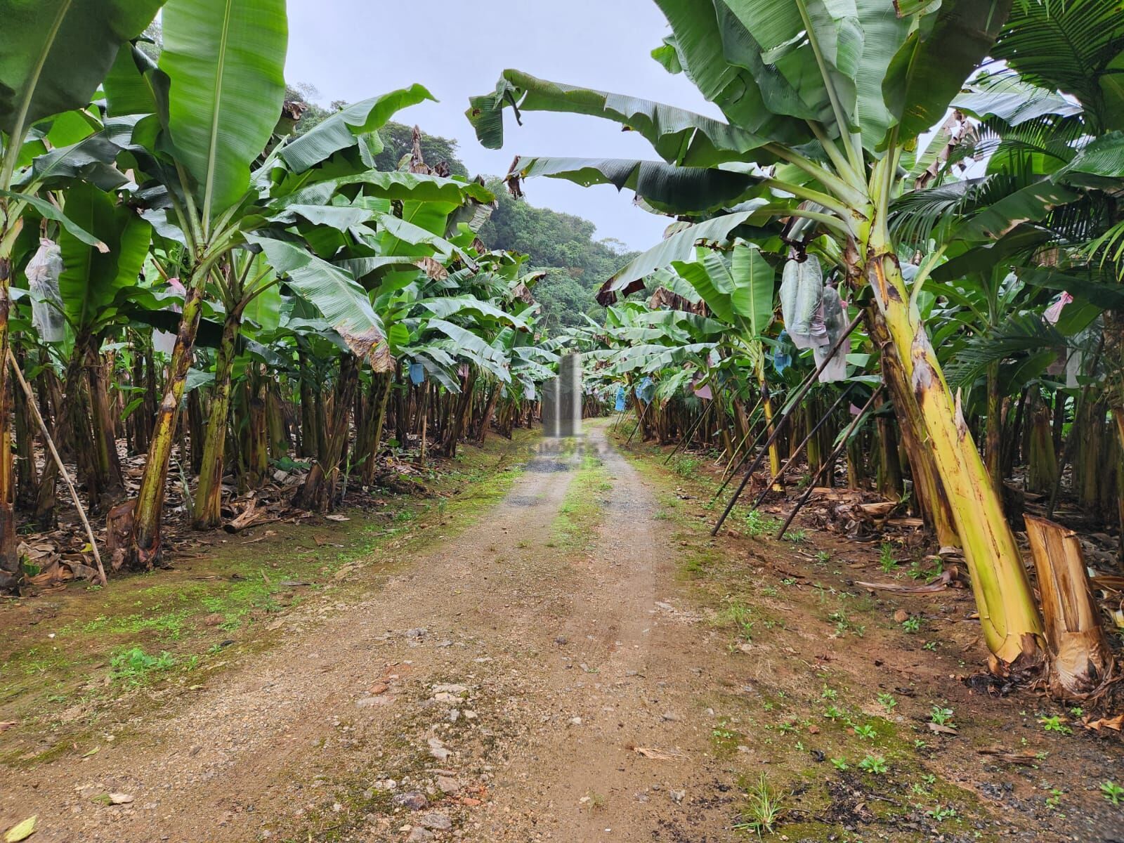 Fazenda à venda com 2 quartos, 145000m² - Foto 12