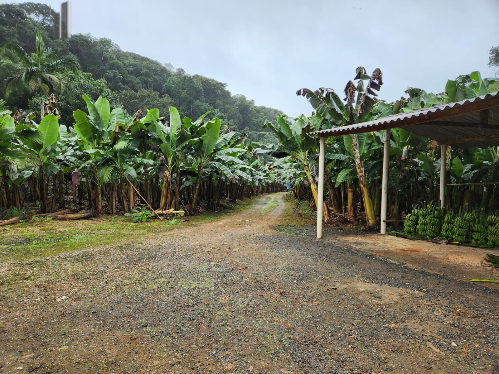 Fazenda à venda com 2 quartos, 145000m² - Foto 16