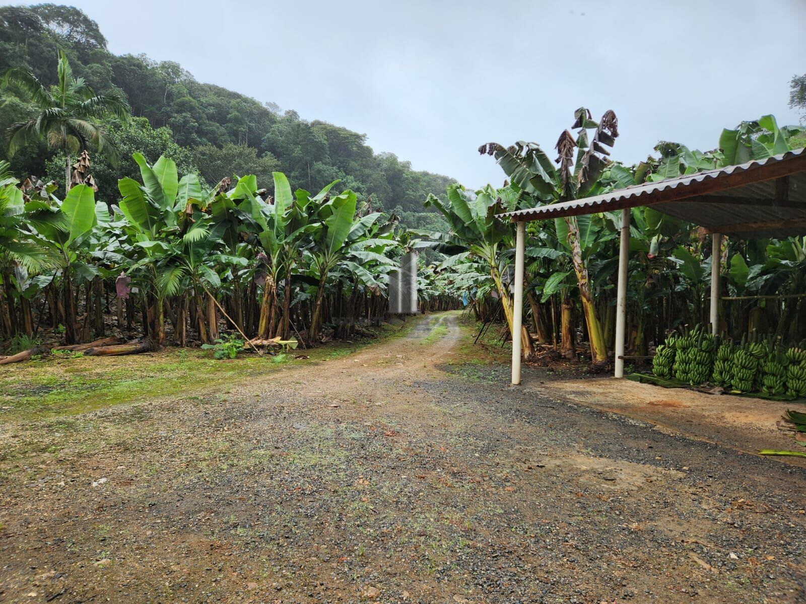 Fazenda à venda com 2 quartos, 145000m² - Foto 16