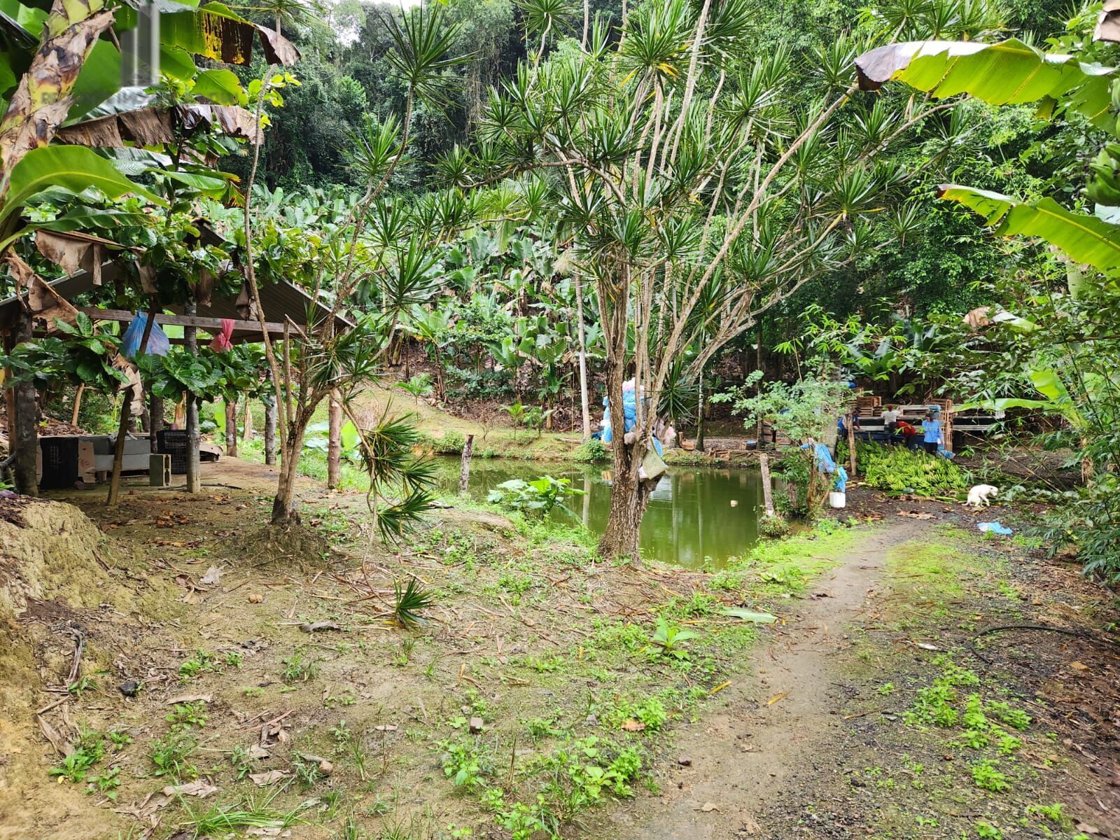 Fazenda à venda com 2 quartos, 145000m² - Foto 17