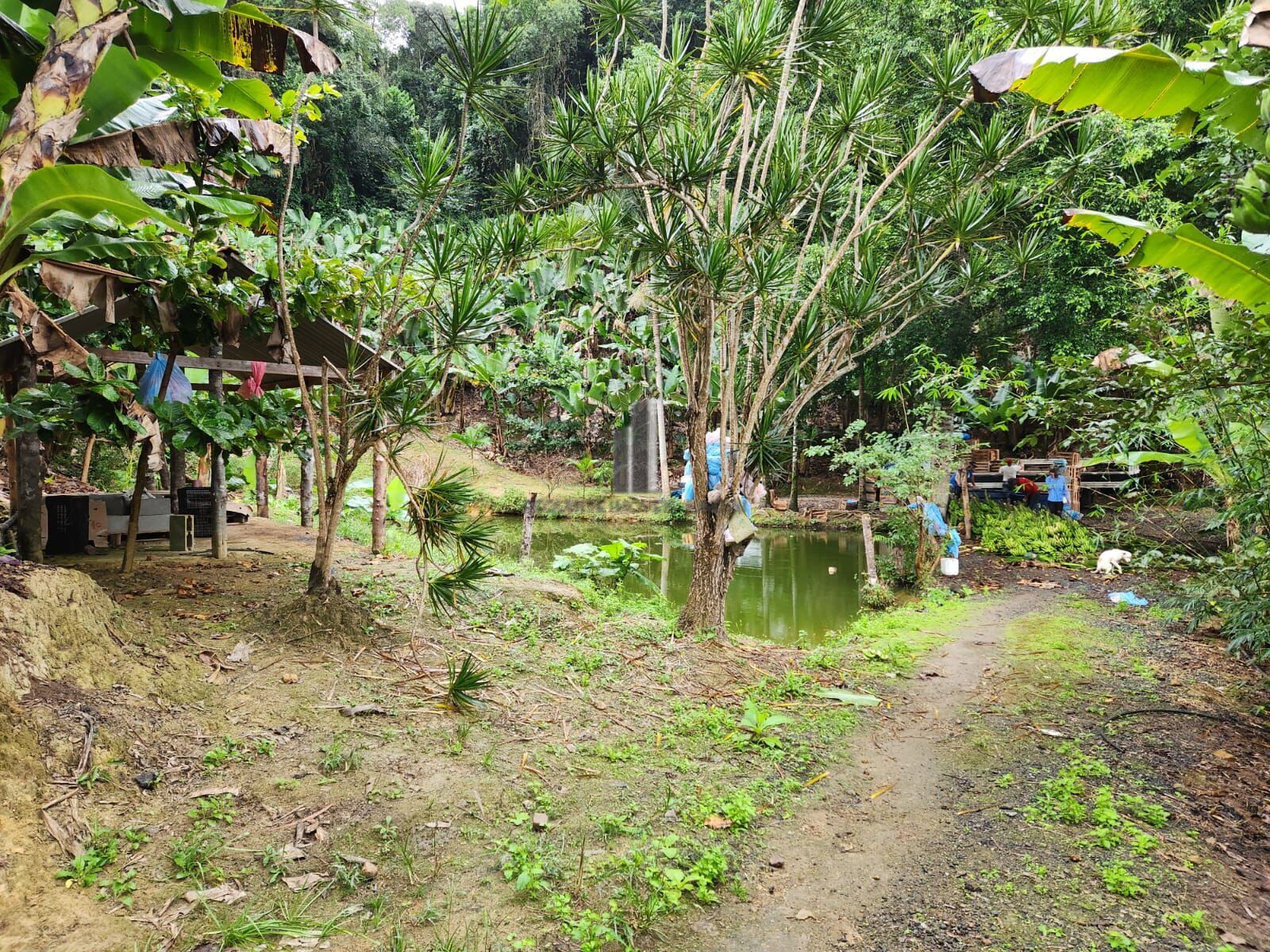 Fazenda à venda com 2 quartos, 145000m² - Foto 17