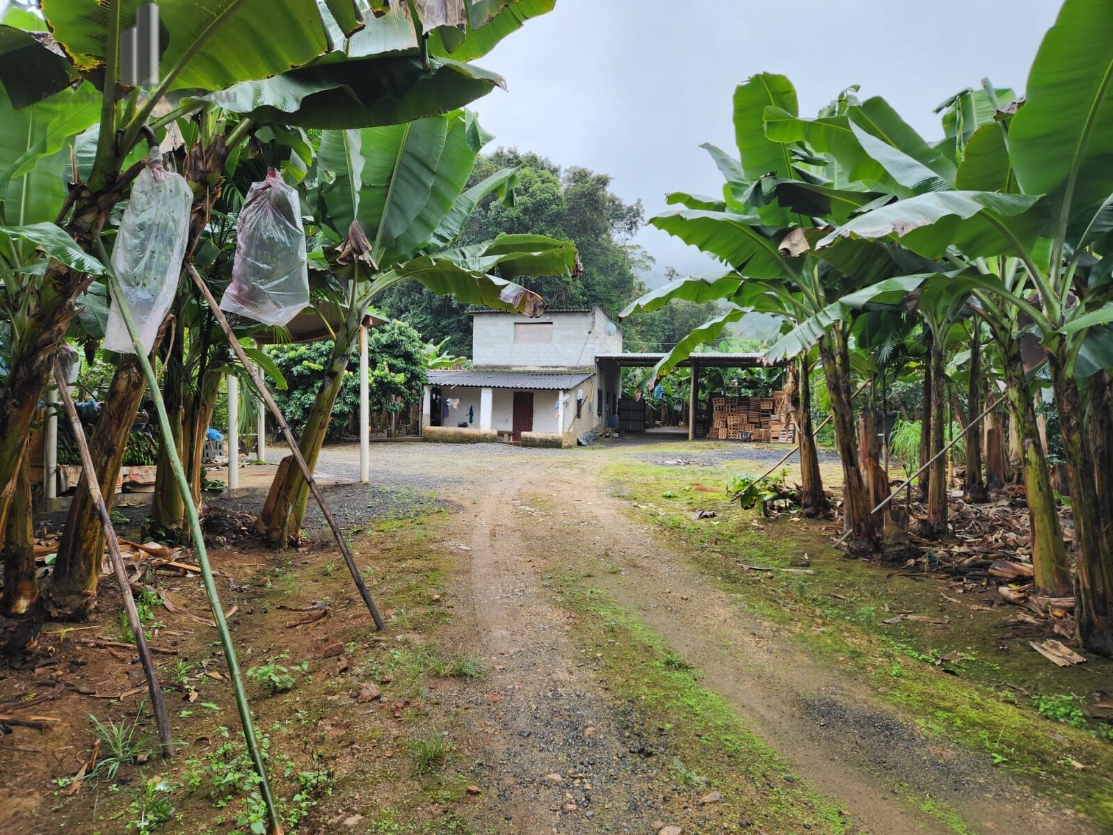 Fazenda à venda com 2 quartos, 145000m² - Foto 7