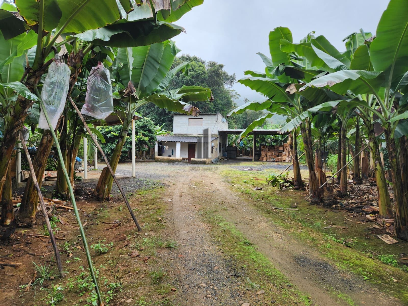 Fazenda à venda com 2 quartos, 145000m² - Foto 7