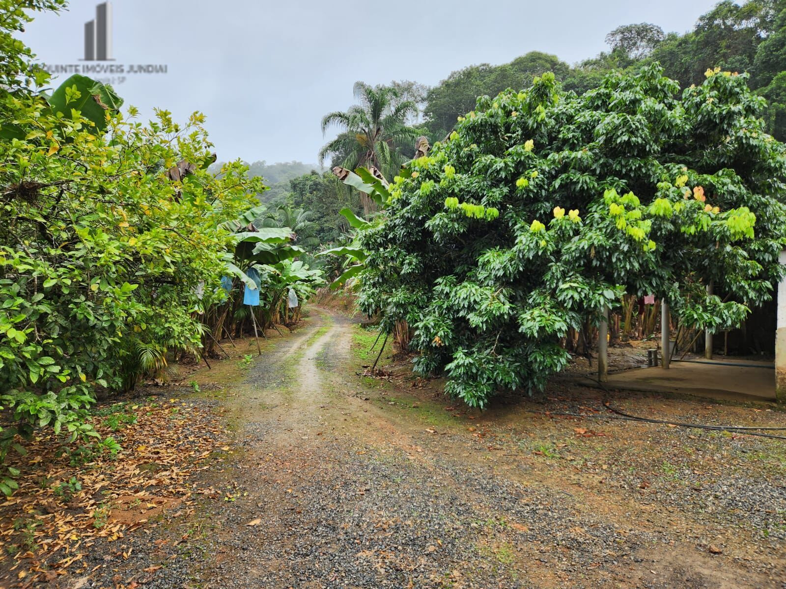 Fazenda à venda com 2 quartos, 145000m² - Foto 19