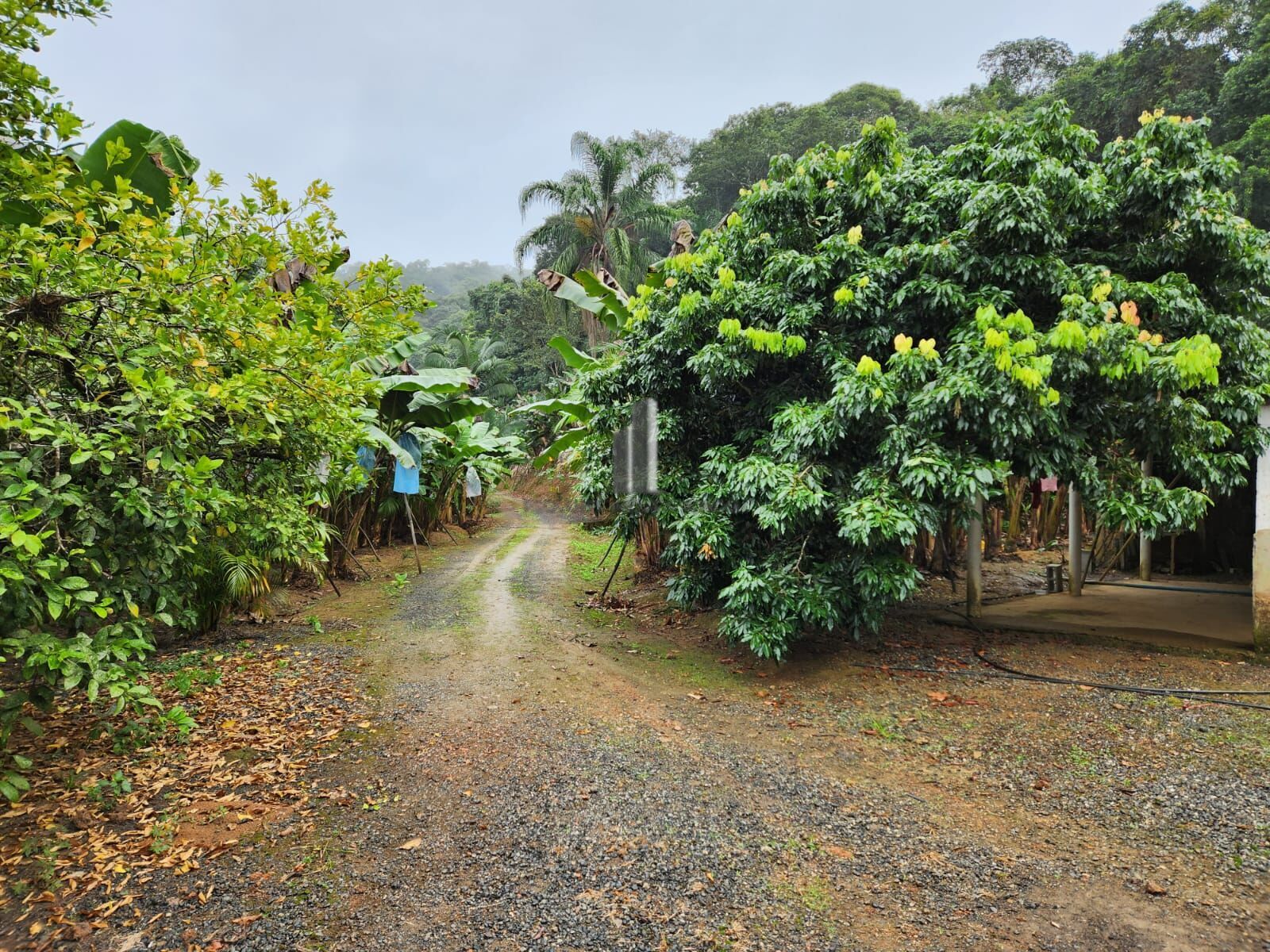 Fazenda à venda com 2 quartos, 145000m² - Foto 19