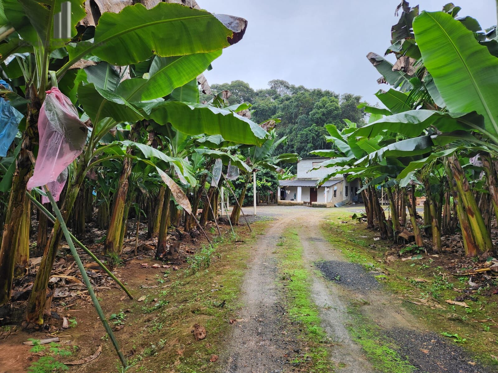 Fazenda à venda com 2 quartos, 145000m² - Foto 9