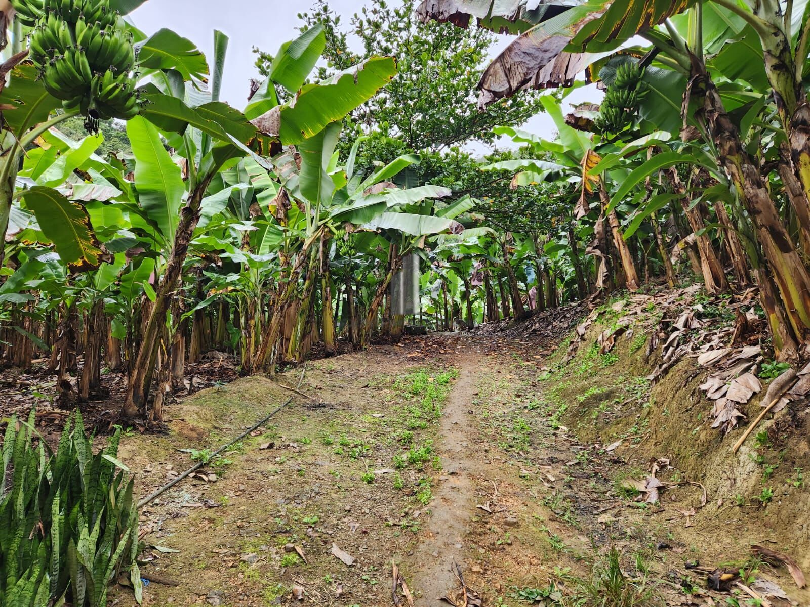 Fazenda à venda com 2 quartos, 145000m² - Foto 15