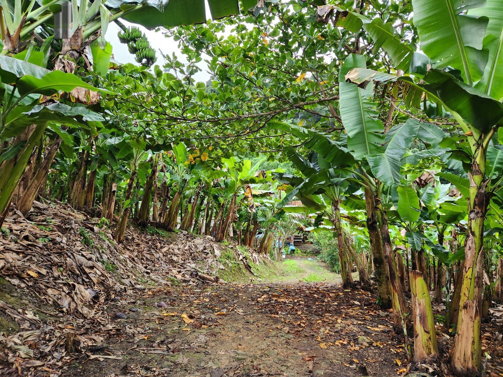 Fazenda à venda com 2 quartos, 145000m² - Foto 10