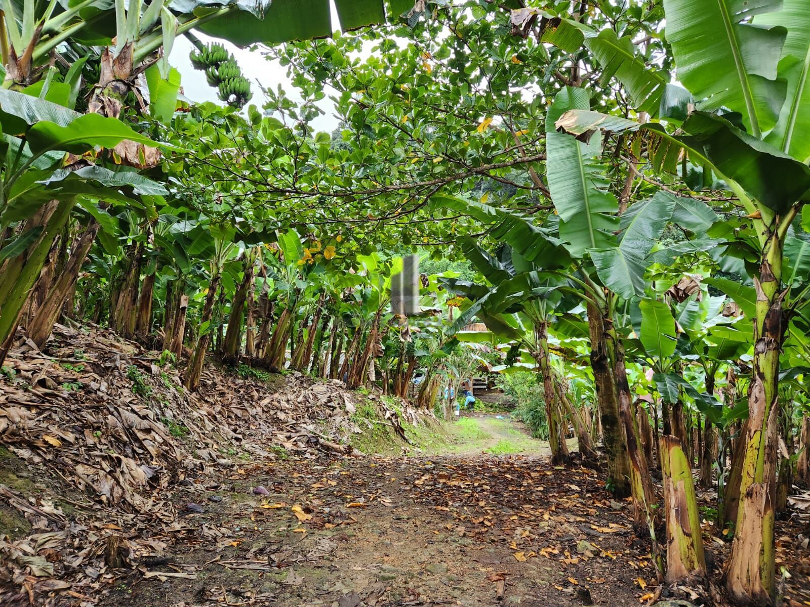 Fazenda à venda com 2 quartos, 145000m² - Foto 10