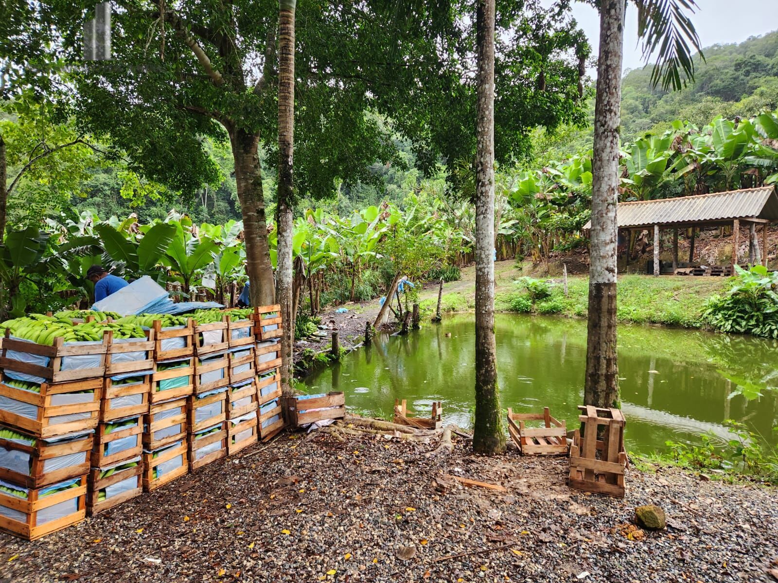 Fazenda à venda com 2 quartos, 145000m² - Foto 14