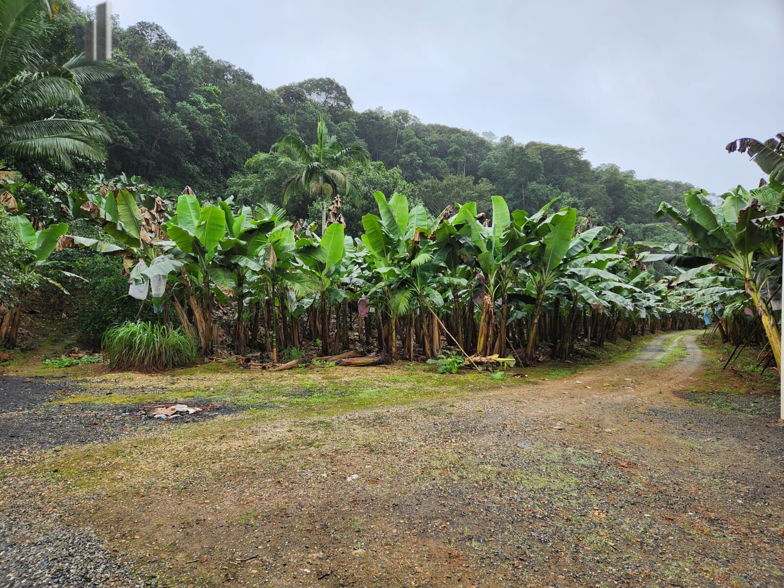 Fazenda à venda com 2 quartos, 145000m² - Foto 18