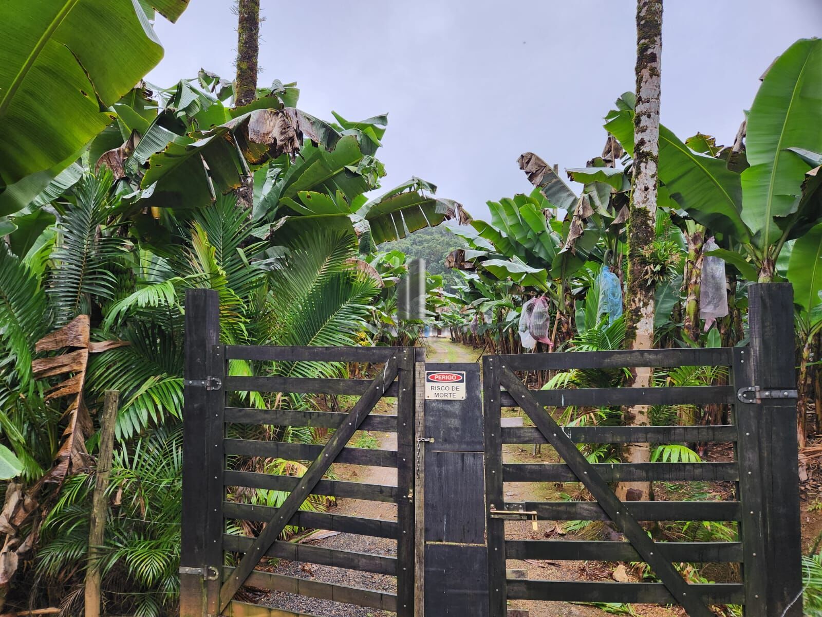 Fazenda à venda com 2 quartos, 145000m² - Foto 11