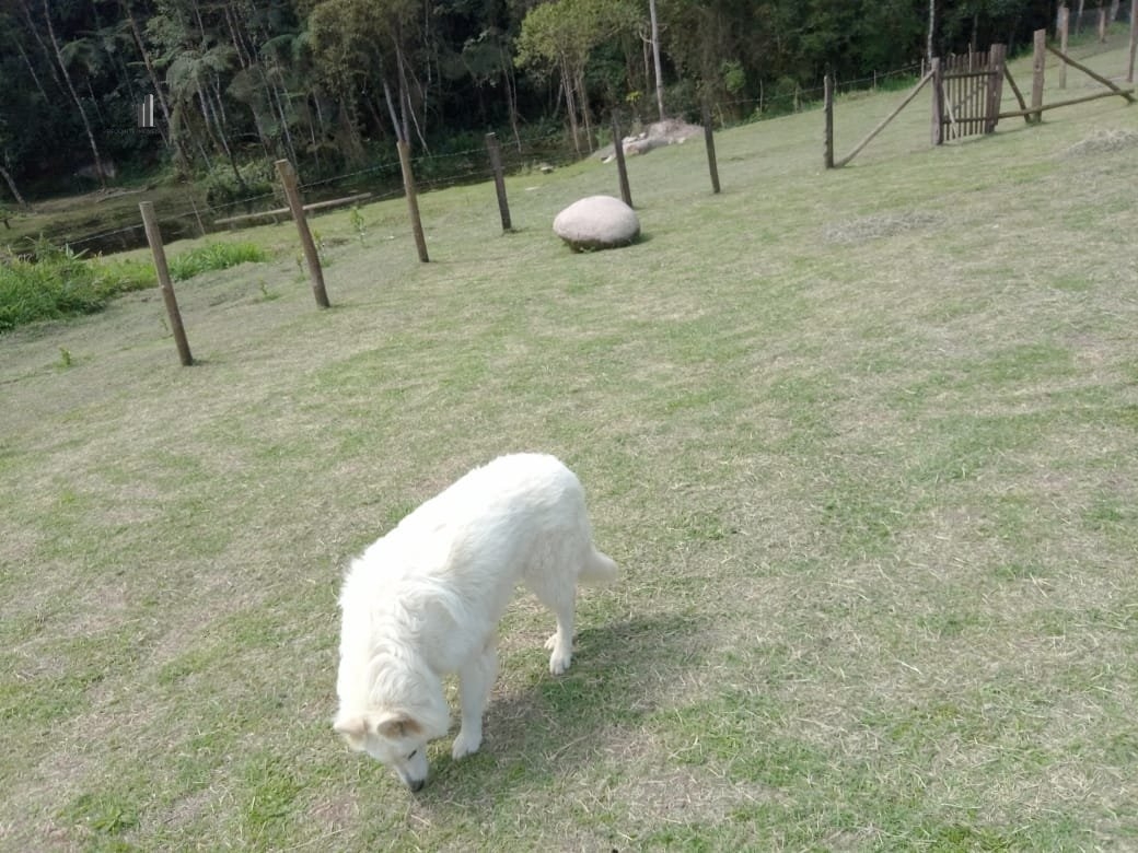 Fazenda à venda com 2 quartos, 3500m² - Foto 10